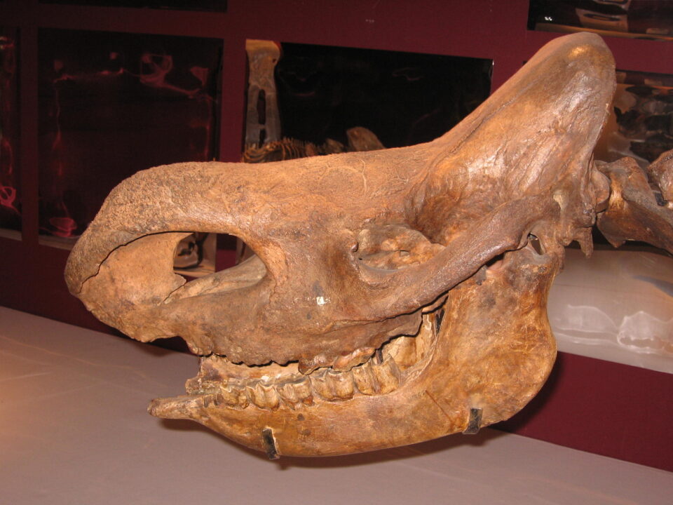 Dicerorhinus binagadensis (Dzhafarov, 1955)