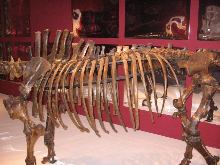 Dicerorhinus binagadensis (Dzhafarov, 1955)