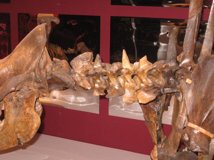 Dicerorhinus binagadensis (Dzhafarov, 1955)