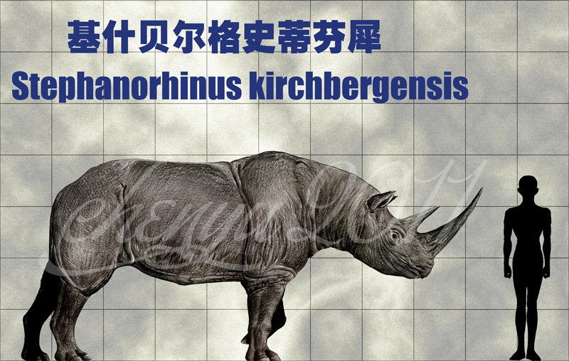 Stephanorhinus kirchbergensis (Jaeger, 1839) by Chen Yu