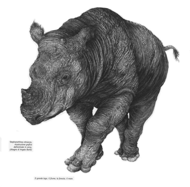 Stephanorhinus etruscus (Falconer) reconstruction by Angelo Barili