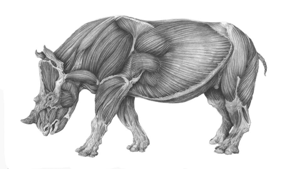 Stephanorhinus etruscus (Falconer) reconstruction by Angelo Barili