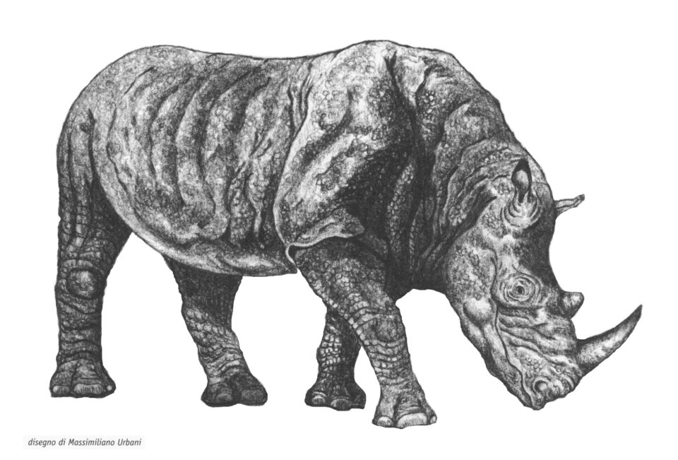 Stephanorhinus etruscus (Falconer) reconstruction by Massimiliano Urbani