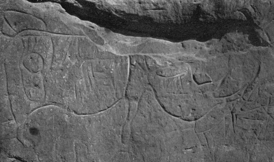 El Krima rhinoceros (N-Algeria)