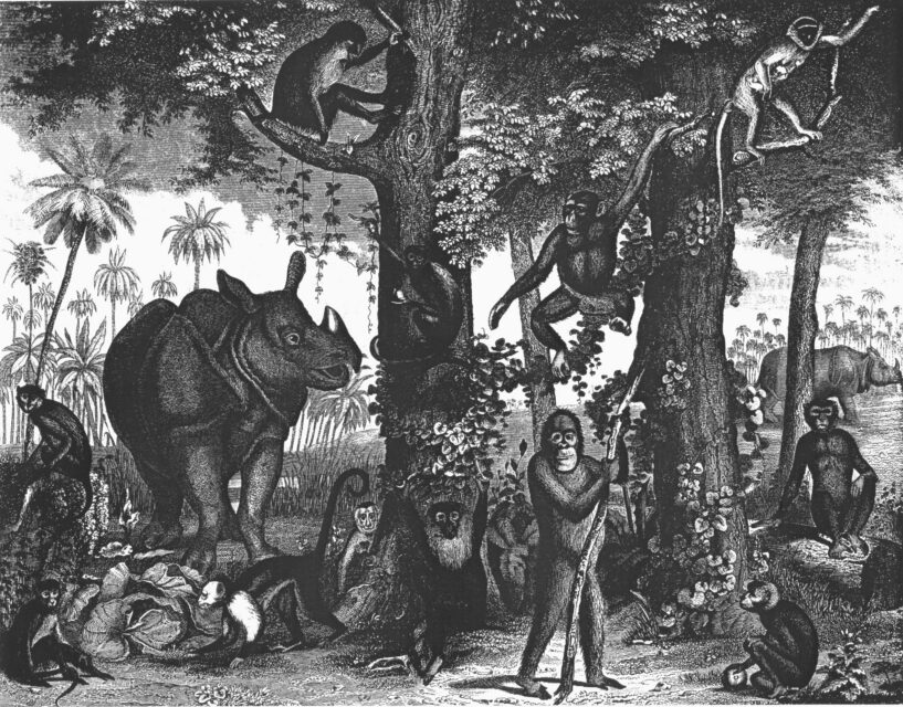 Tiere Zoologie Stahlstich