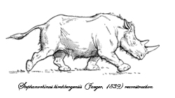 Stephanorhinus kirchbergensis (Jäger, 1839) reconstruction