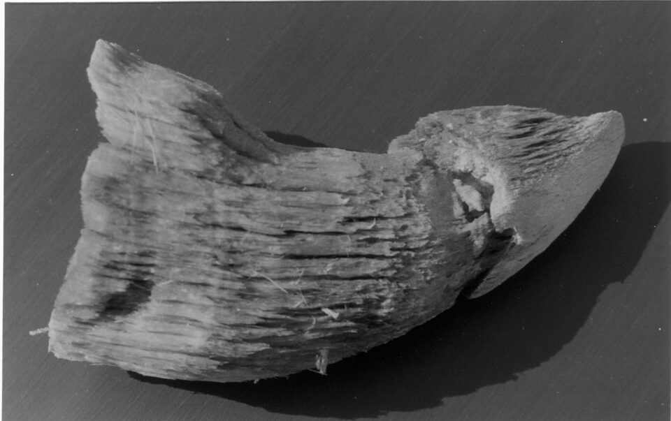 Black rhinoceros nasal horn