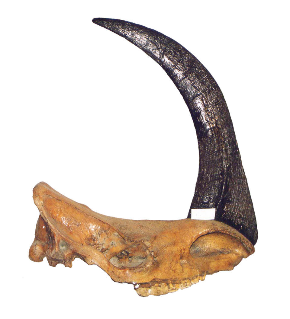 Coelodonta antiquitatis (Blumenbach, 1799)