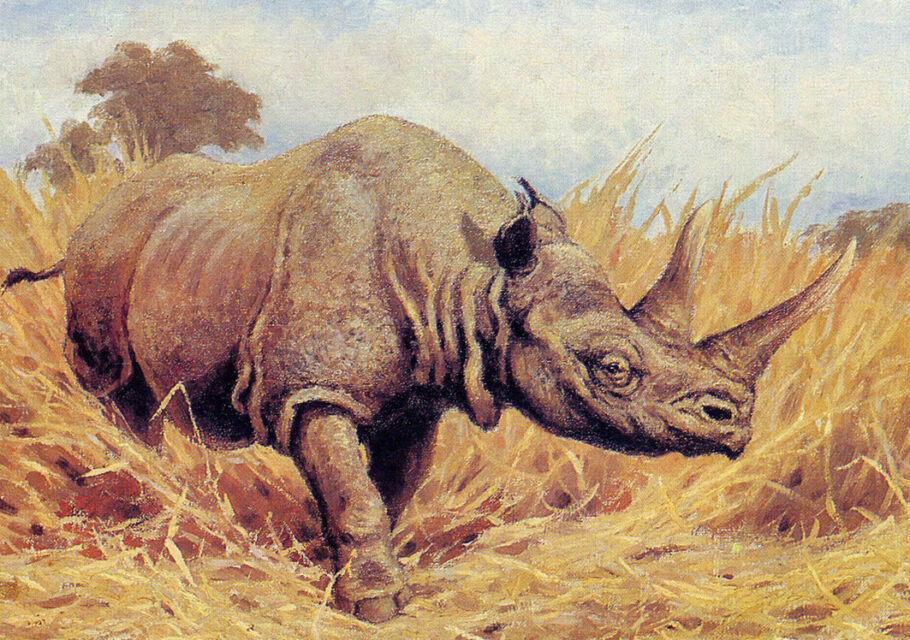 Stephanorhinus kirchbergensis (Jaeger) by Flerov