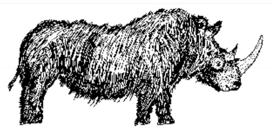 Coelodonta antiquitatis (Blum.)