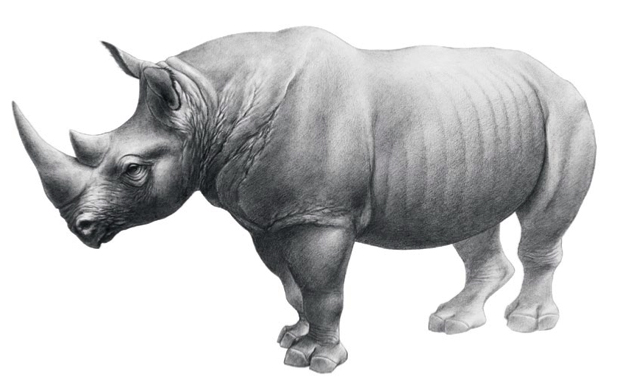 Dicerorhinus jeanvireti Guérin, 1972