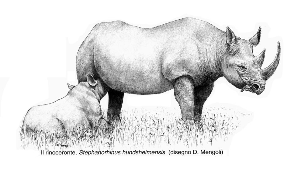 Dicerorhinus hundheimensis (Toula) by Mengoli