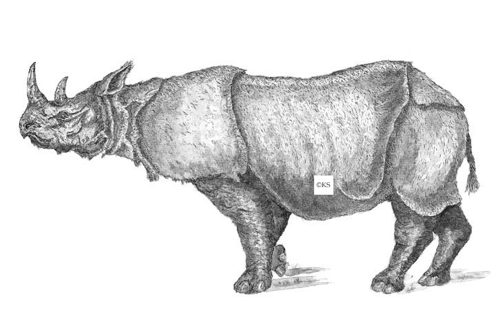 Dicerorhinus kirchbergensis (Jaeger)