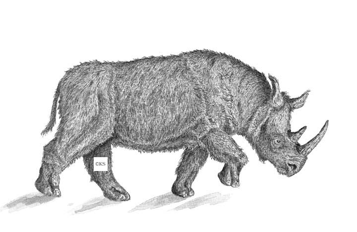 Dicerorhinus hemitoechus (Falconer)