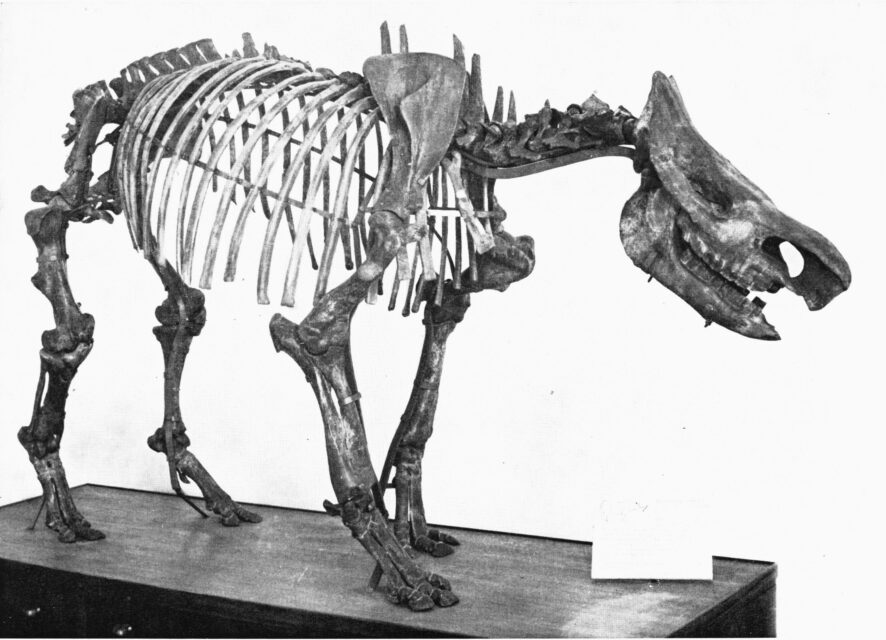 Dicerorhinus (Stephanorhinus) etruscus (Falconer) from Capitone (Umbria, Central Italy)