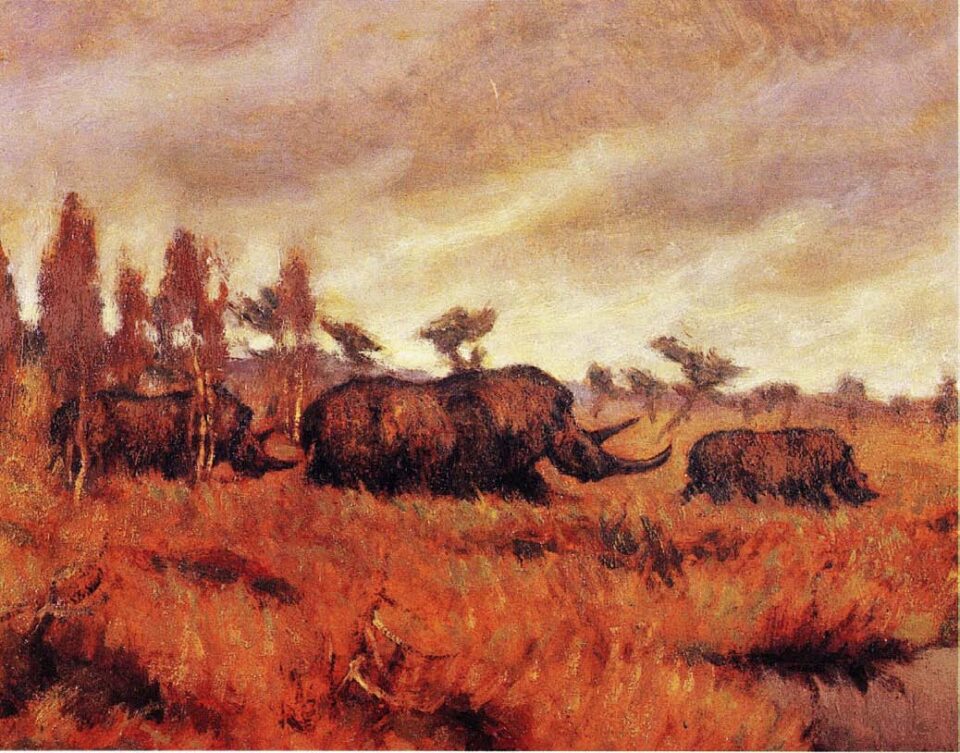 Coelodonta antiquitatis (Blum.) after Flerov