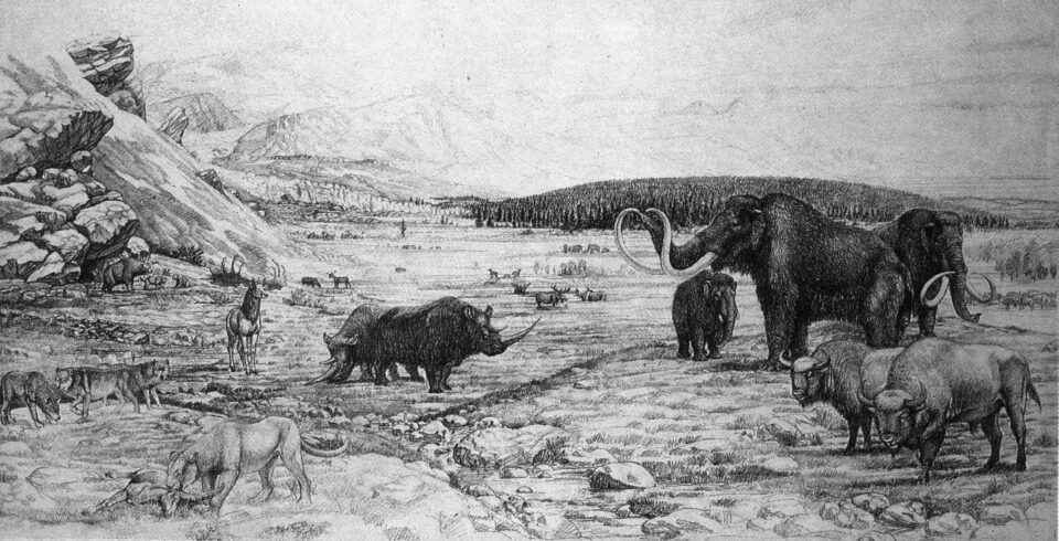 Coelodonta antiquitatis (Blum.) in Northern Italy