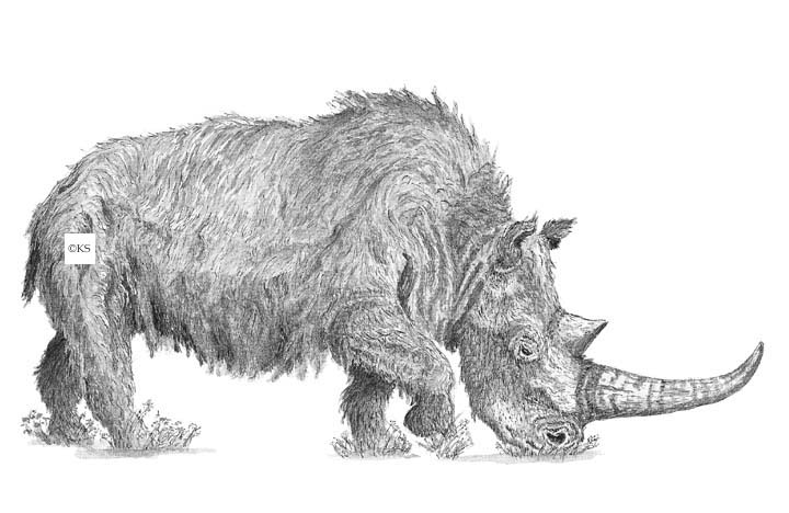 Coelodonta antiquitatis (Blumenbach)