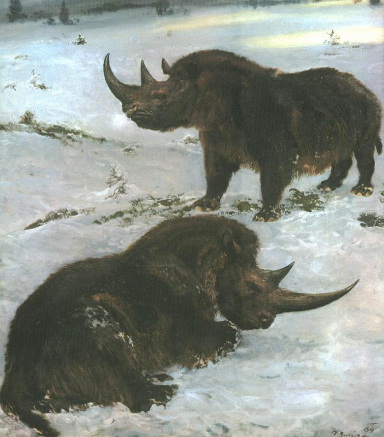 Coelodonta antiquitatis (Blum.)