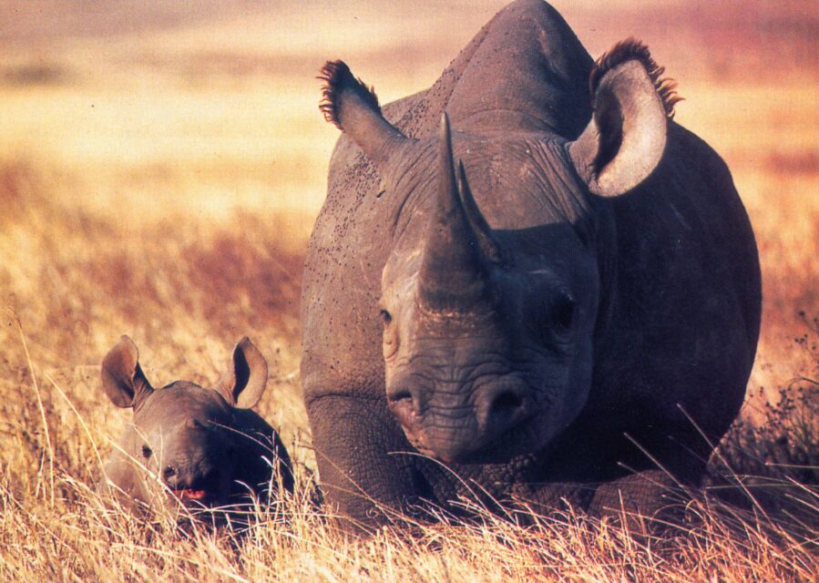 Black rhinoceroses on savannah
