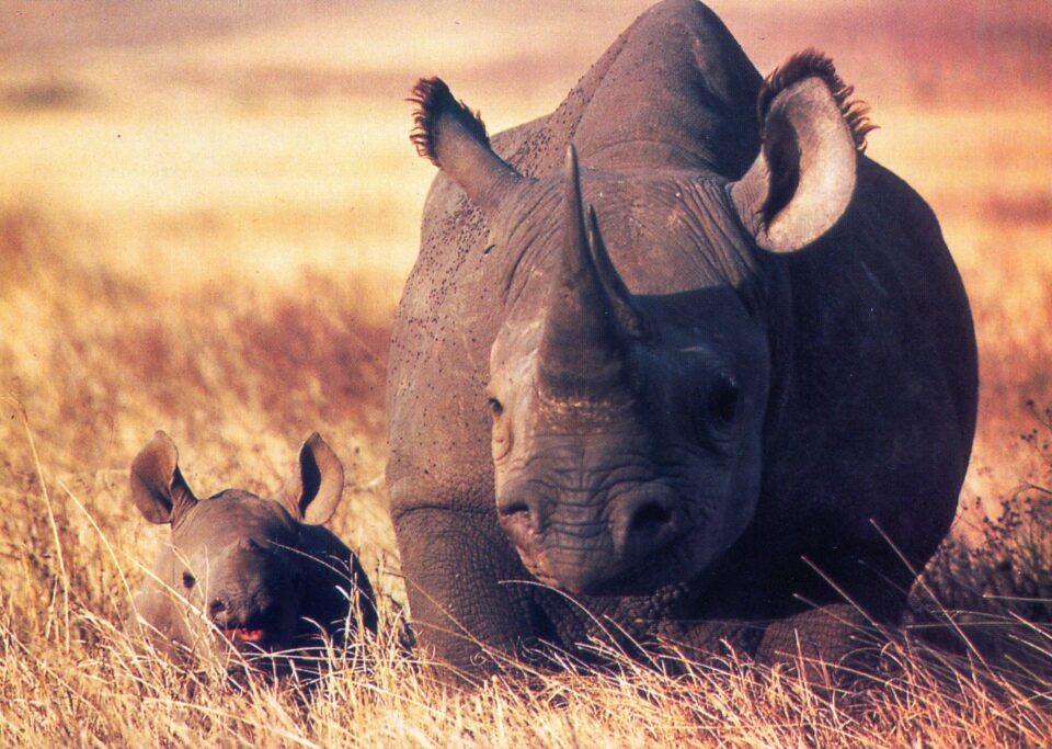 Black rhinoceroses on savannah