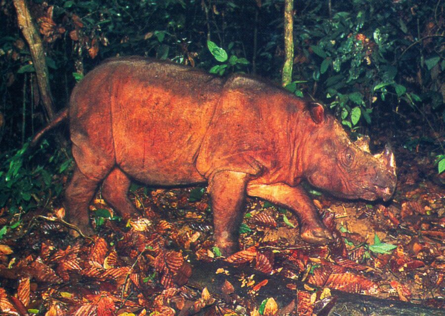 Dicerorhinus sumatrensis