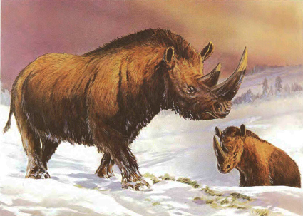 Coelodonta antiquitatis (Blum.)