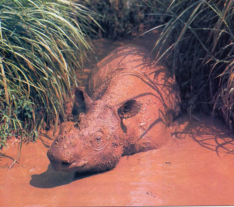 Dicerorhinus sumatrensis