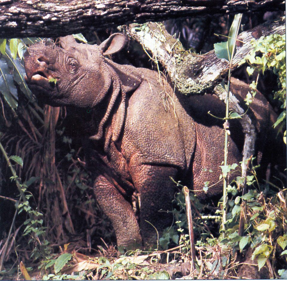 Rhinoceros sondaicus Desmarest, 1822