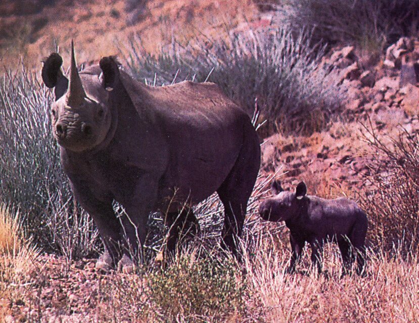 Black rhino with his puppy