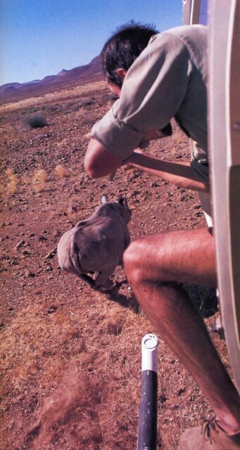 Rhinoceros capture by narcotic