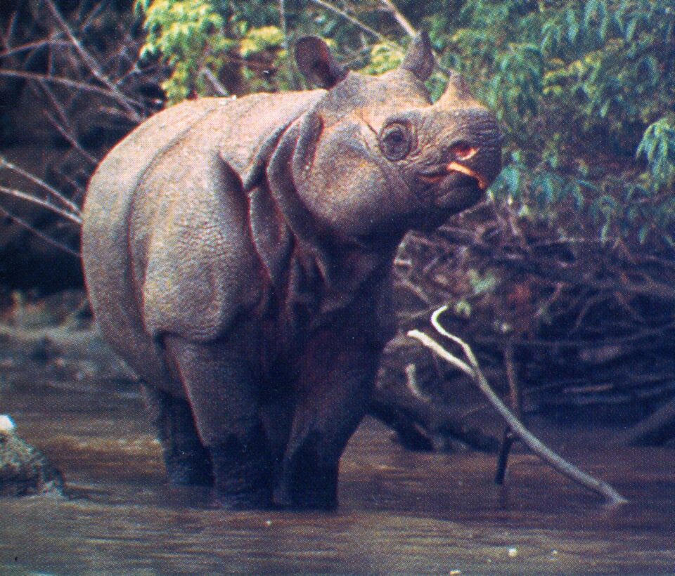 Javan rhinoceros in the Ujung Kulon Park, Java
