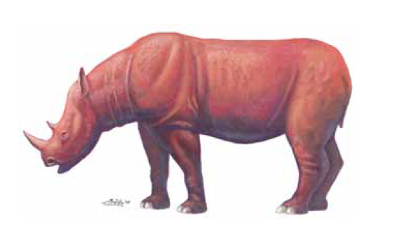 Stephanorhinus etruscus (Falconer, 1859) reconstruction