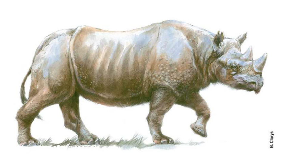 Stephanorhinus kirchbergensis (Jäger, 1839) reconstruction