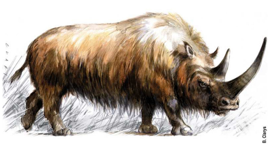 Coelodonta antiquitatis reconstruction