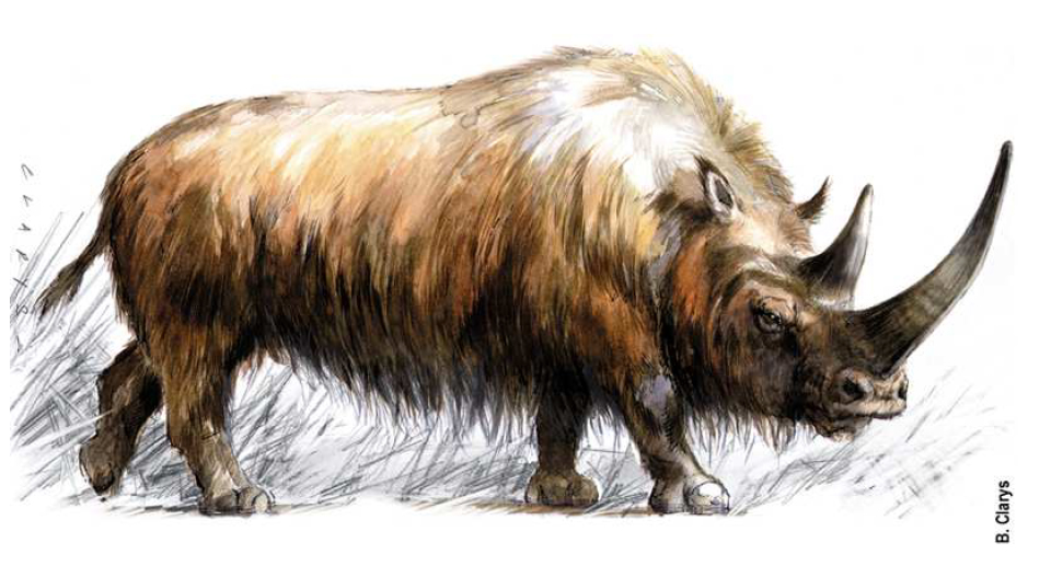 Coelodonta antiquitatis (Blumenbach, 1799) reconstruction