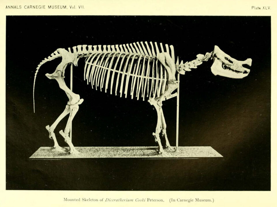 Diceratherium cooki Peterson