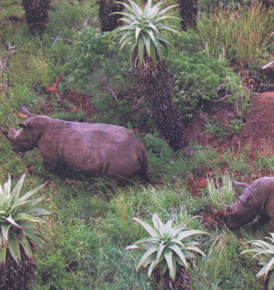 Rhinoceroses in Thanda Reserve, Hluhluwe, Zululand
