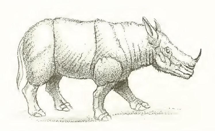 Reconstruction attempt of Lartetotherium sansaniense