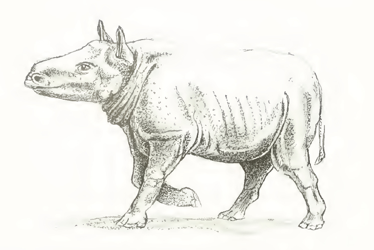 Reconstruction attempt of Plesiaceratherium fahlbuschi