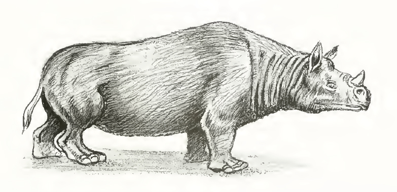 Reconstruction attempt of Prosantorhinus germanicus