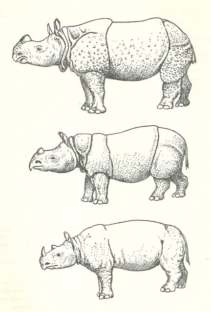 Species comparison