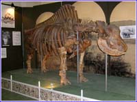 Elasmotherium sibiricum (Fischer) skeleton