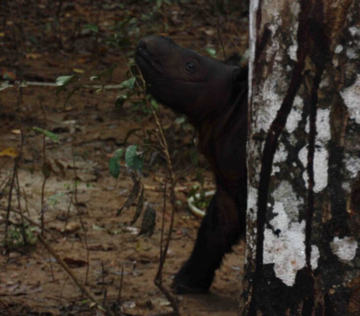 SRS Andatu behind tree