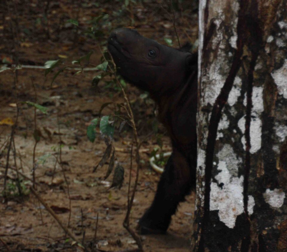 SRS Andatu behind tree
