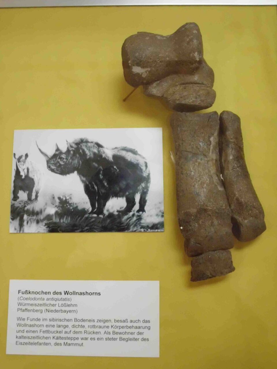 Coelodonta in Muncih