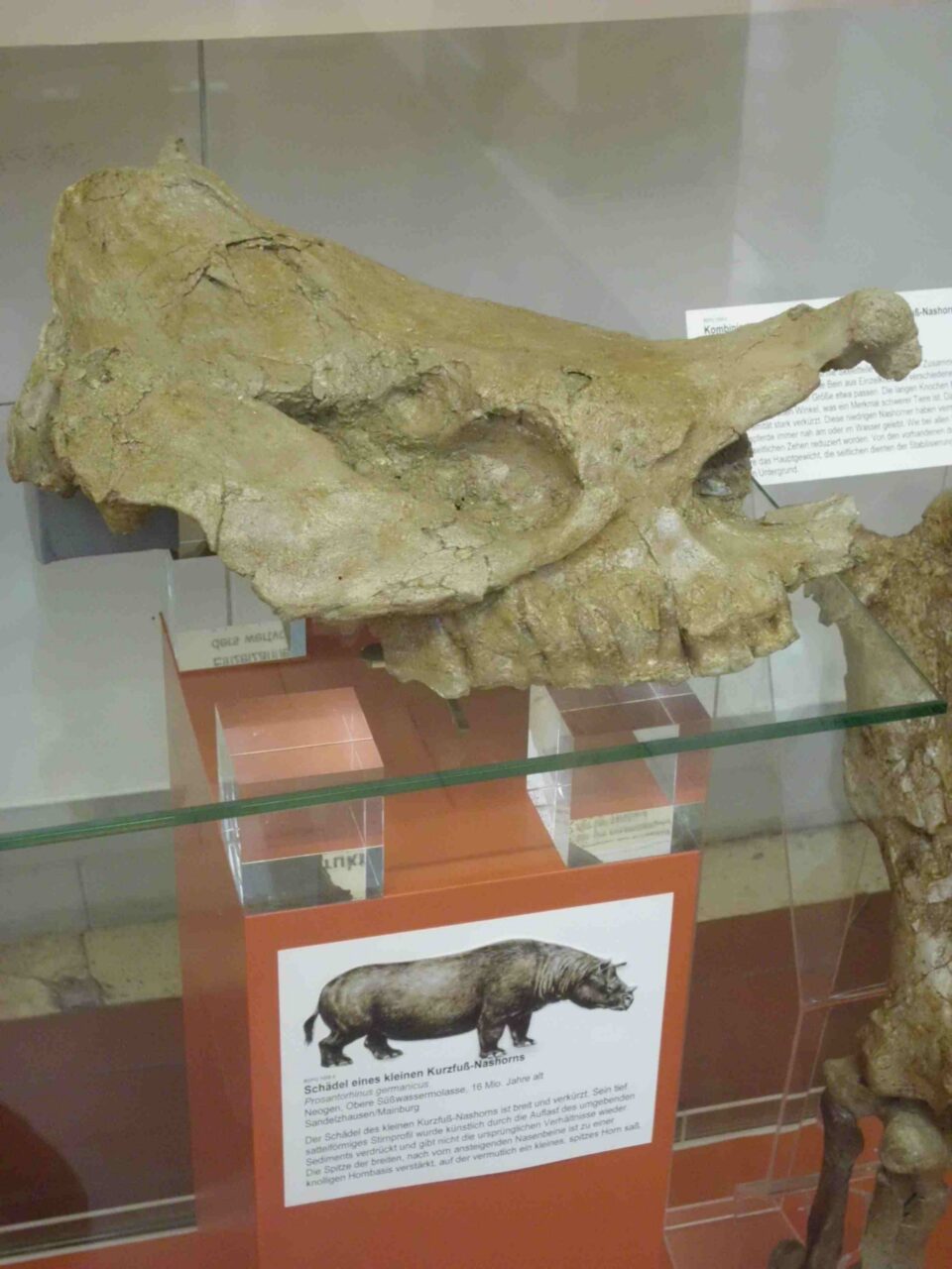 Prosanthorinus germanicus