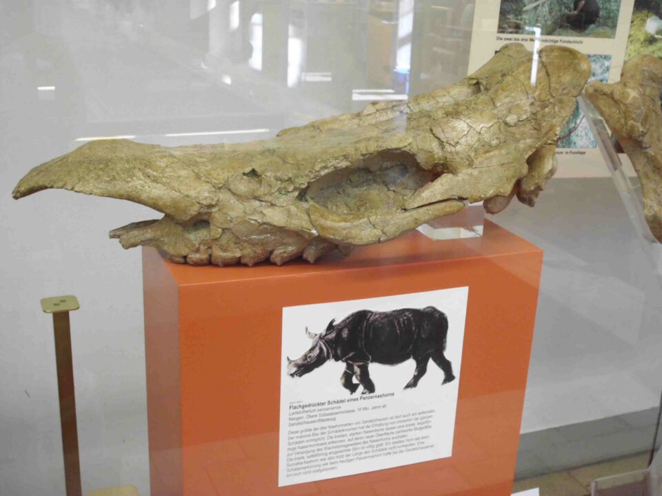 Lartetotherium sansaniense