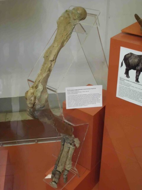 Plesiaceratherium fahlbuschi