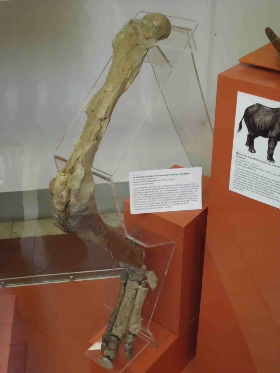 Plesiaceratherium fahlbuschi